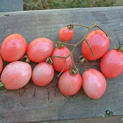 Thai Pink Egg Tomato Seeds