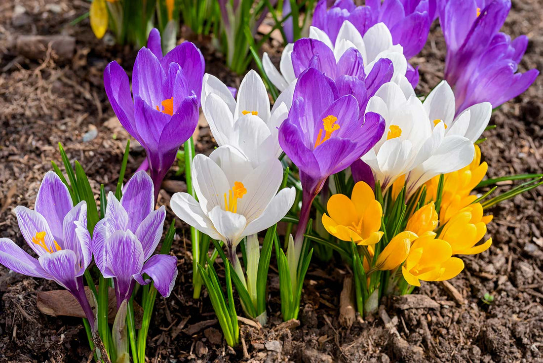 White Violet flower seeds
