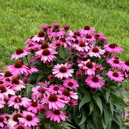 Coneflower flower seeds
