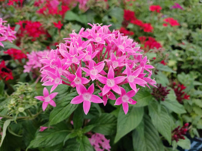 Pink Serpentina Flower Seeds for Planting – Heirloom Non-GMO Garden Seeds