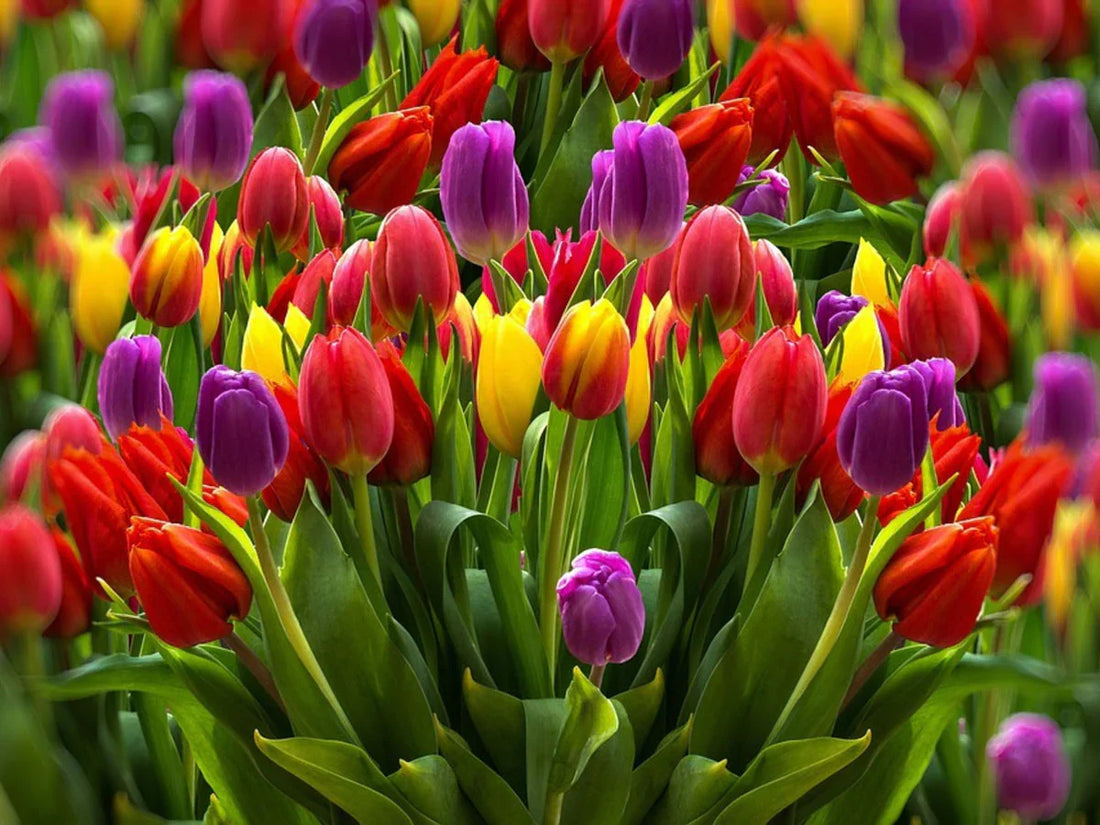 Rainbow Tulip flower seeds