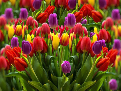 Rainbow Tulip flower seeds
