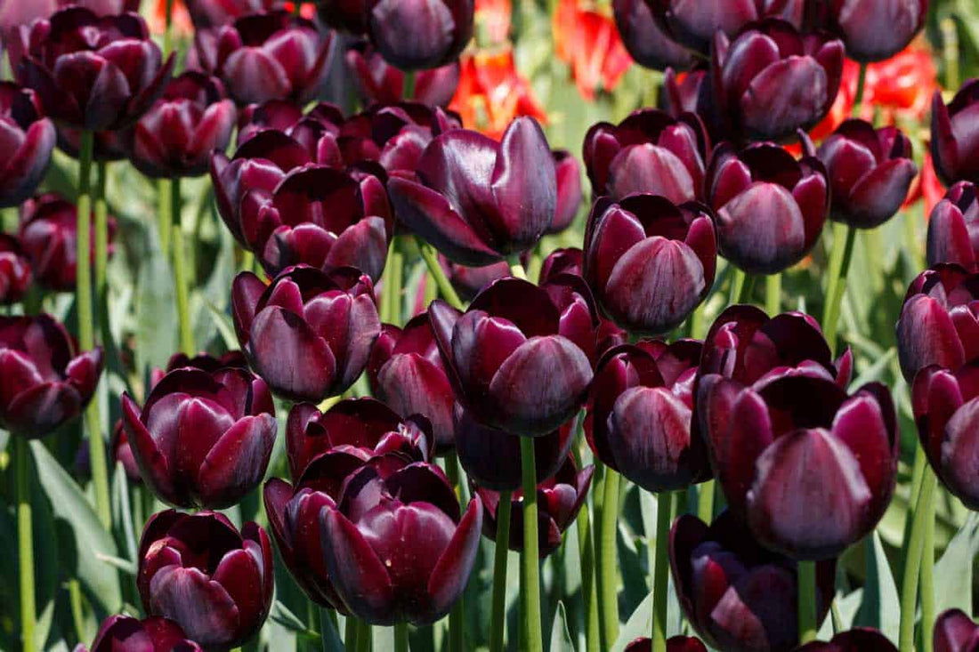Marron Tulip flower seeds
