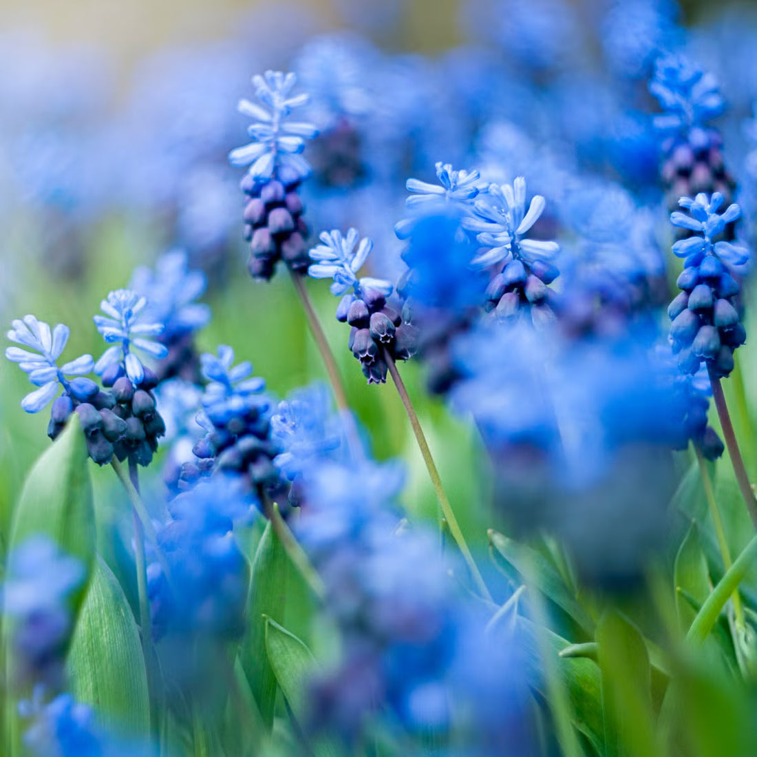 Blue Perennial flower seeds