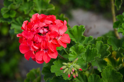 Red White flower seeds