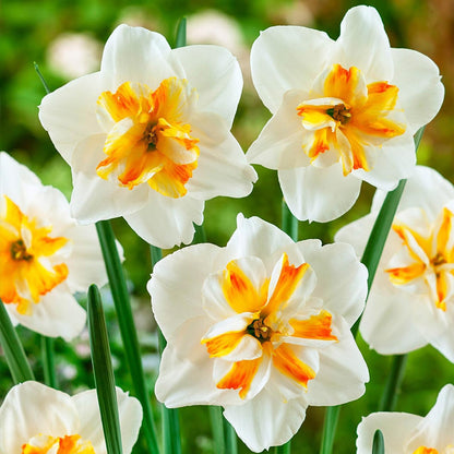 Orange White flower seeds