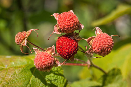 thimbleberry seeds