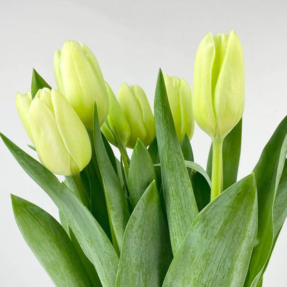 Light Green flower seeds