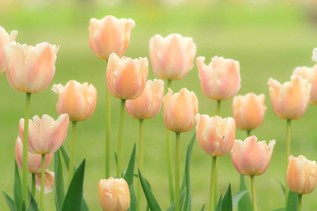 Peach Tulip flower seeds