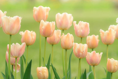 Peach Tulip flower seeds