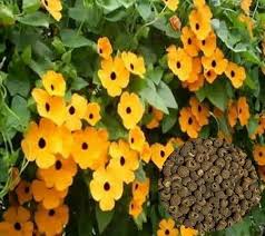 Black Eyed Susan Vine Growing on Garden Trellis