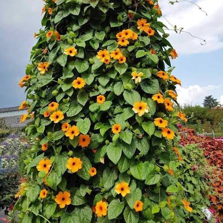 Black Eyed Susan Vine Flowers Growing on Trellis