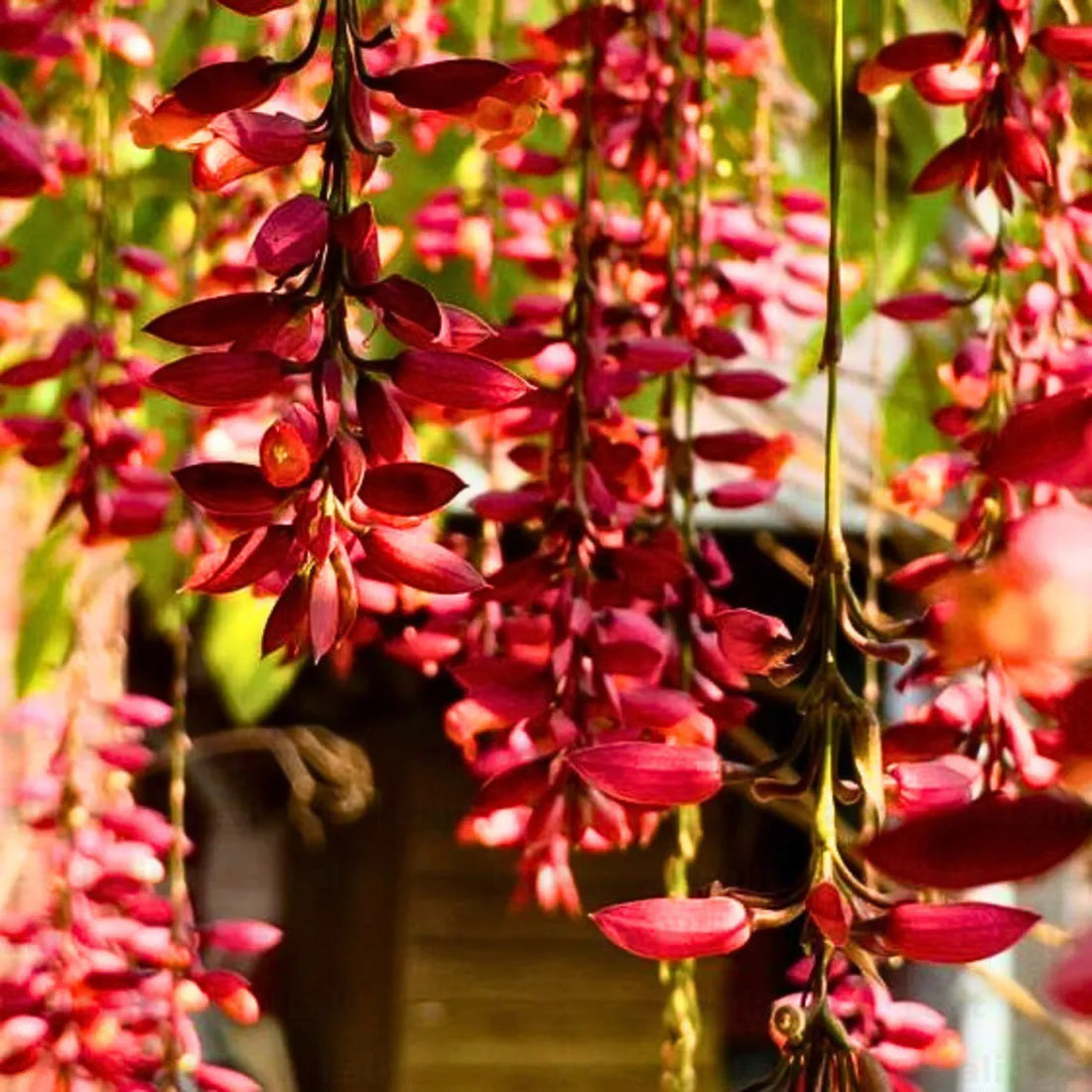 Thunbergia Coccinea flower seeds
