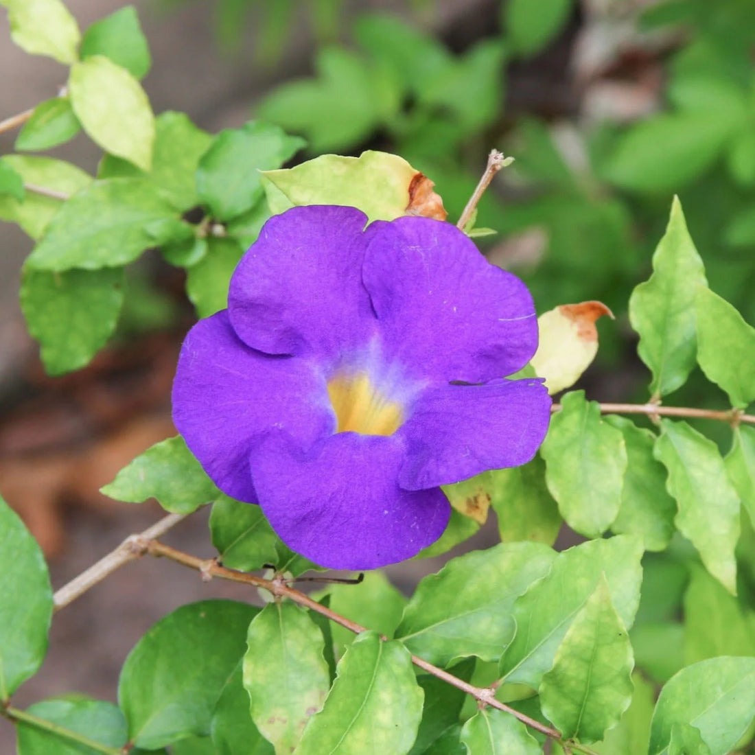 Thunbergia Vine Growing on Garden Trellis