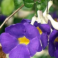 Thunbergia Vine Growing on Garden Trellis