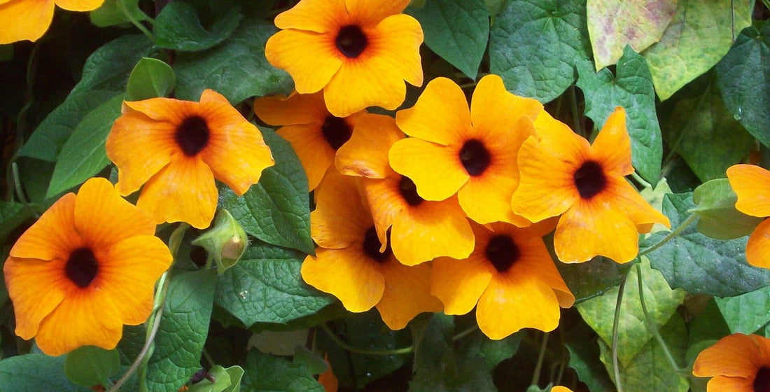 Thunbergia flower seeds