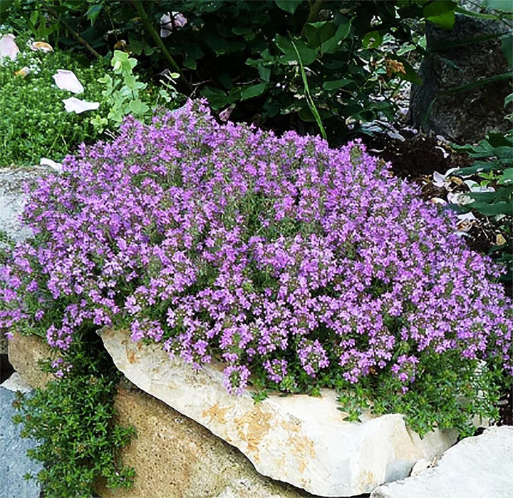 Mediterranean Thyme Herb Seeds for Planting – Heirloom Non-GMO Garden Seeds