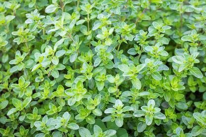 Common Thyme Herb Seeds for Planting – Heirloom Non-GMO Garden Seeds