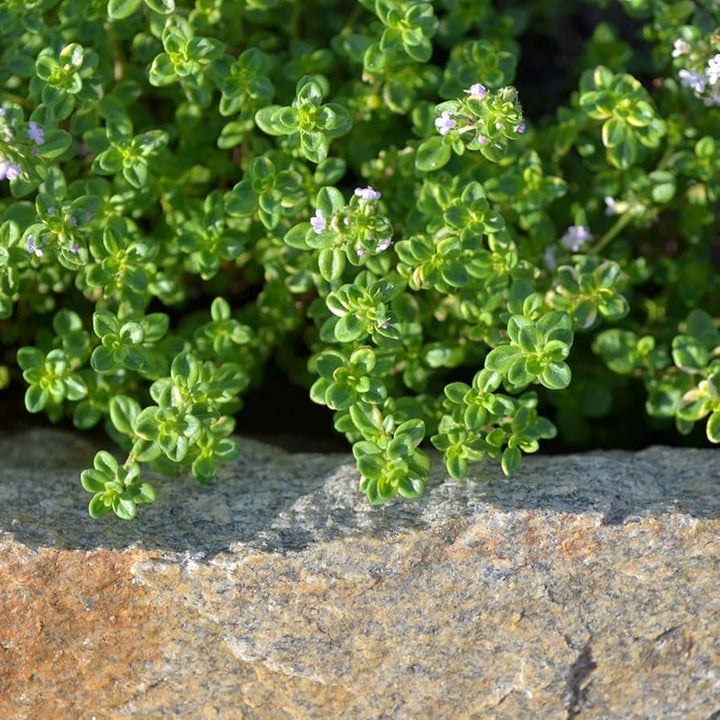 Lemon Thyme Herb Seeds for Planting – Heirloom Non-GMO Garden Seeds
