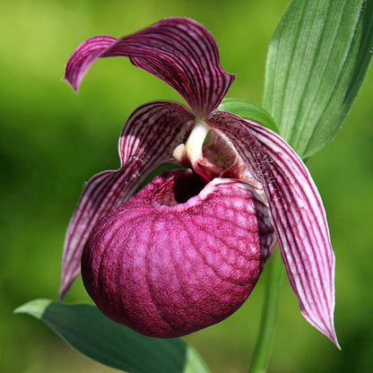 Purple Cypripedium Macranthos Flower Seeds for Planting – Heirloom Non-GMO Garden Seeds