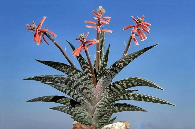 Aloe variegata Tiger Aloe succulent displaying compact green rosettes with distinctive pale tiger-like bands on fleshy leaves in a well-drained garden container.