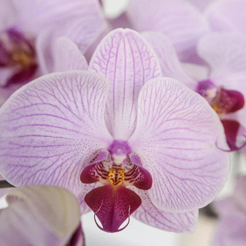 White Violet flower seeds