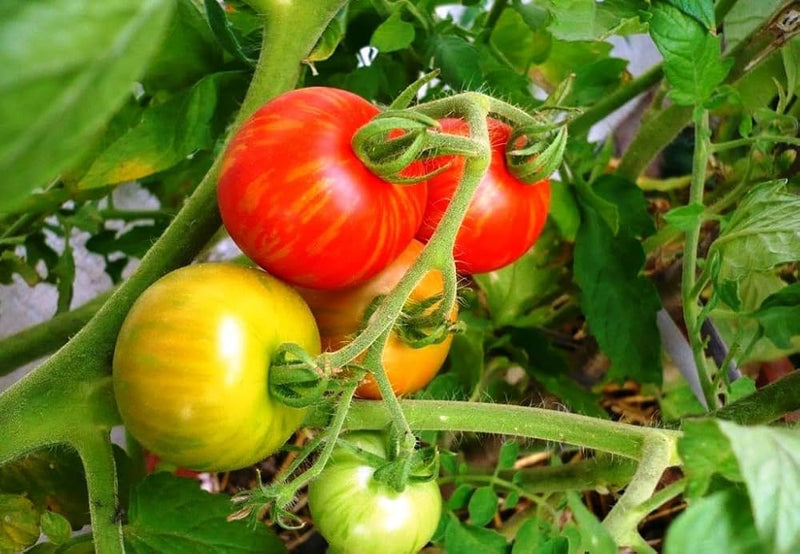 Tigerella Tomato Vegetable Seeds for Planting – Heirloom Non-GMO Garden Seeds