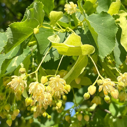 American Basswood flower seeds