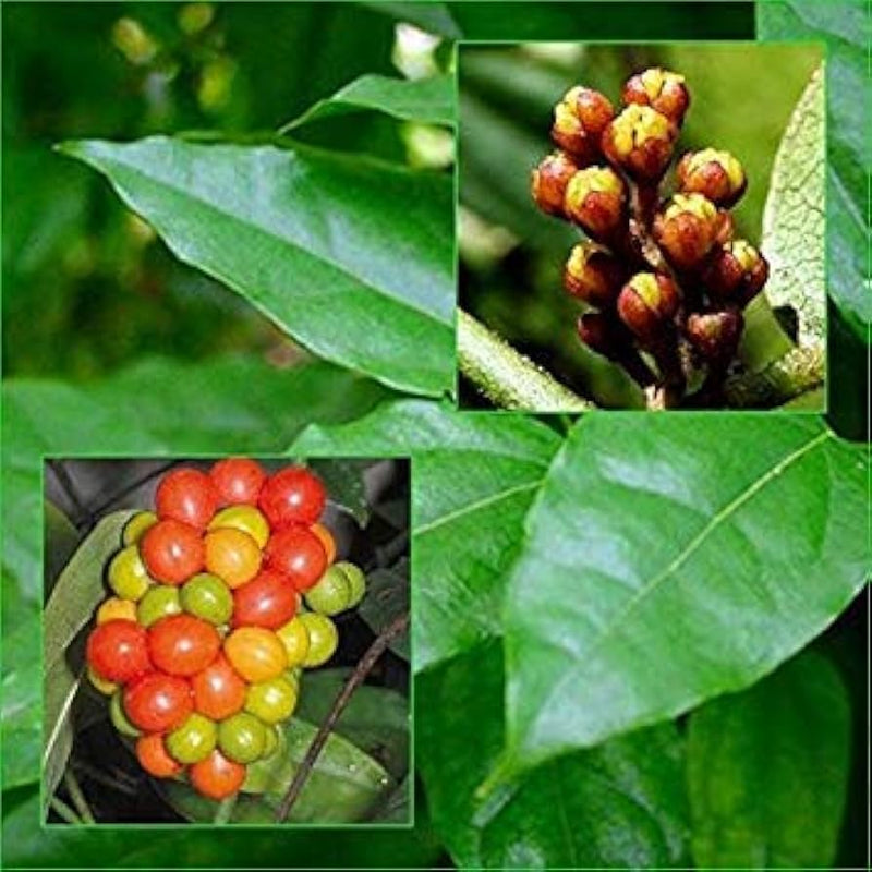 Tiliacora Fruit Seeds for Planting – Heirloom Non-GMO Garden Seeds