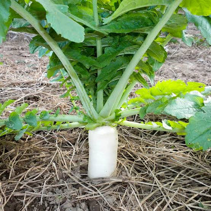 Tillage radish plants with white roots and green foliage growing as a cover crop
