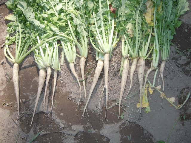 Tillage radish plants with white roots and green foliage growing as a cover crop