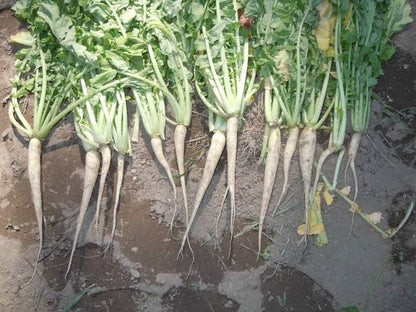 Tillage radish plants with white roots and green foliage growing as a cover crop