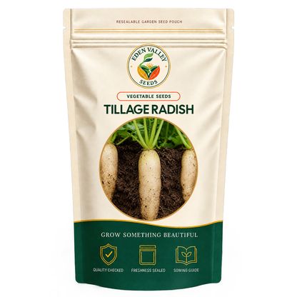 Tillage Radish Seeds for Planting with vigorous green leafy growth