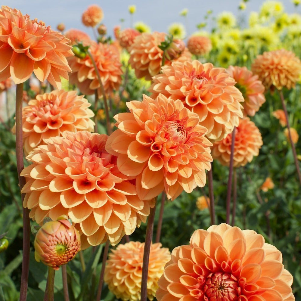 Dahlia flower seeds