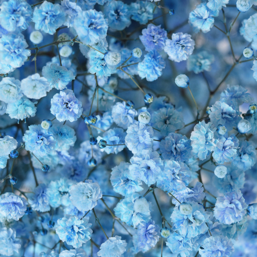 Blue Gypsophila flower seeds