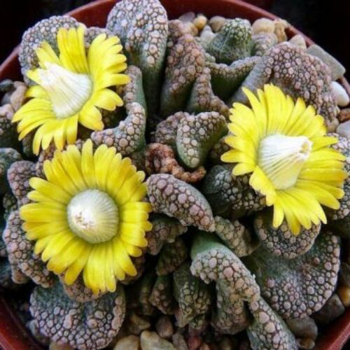 Titanopsis Fulleri Succulent in Small Container