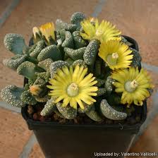 Titanopsis Fulleri Succulent in Small Container