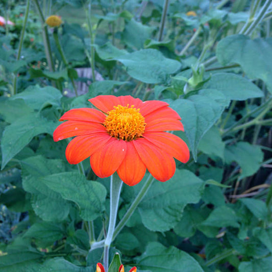 Tithonia flower seeds