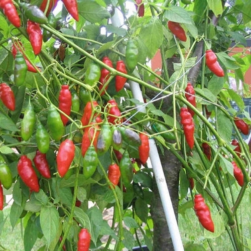 Tabasco Pepper Vegetable Seeds for Planting – Heirloom Non-GMO Garden Seeds