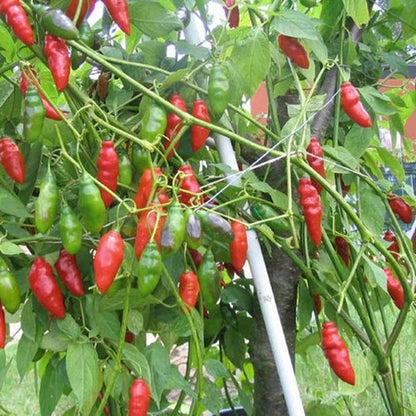 Tabasco Pepper Vegetable Seeds for Planting – Heirloom Non-GMO Garden Seeds