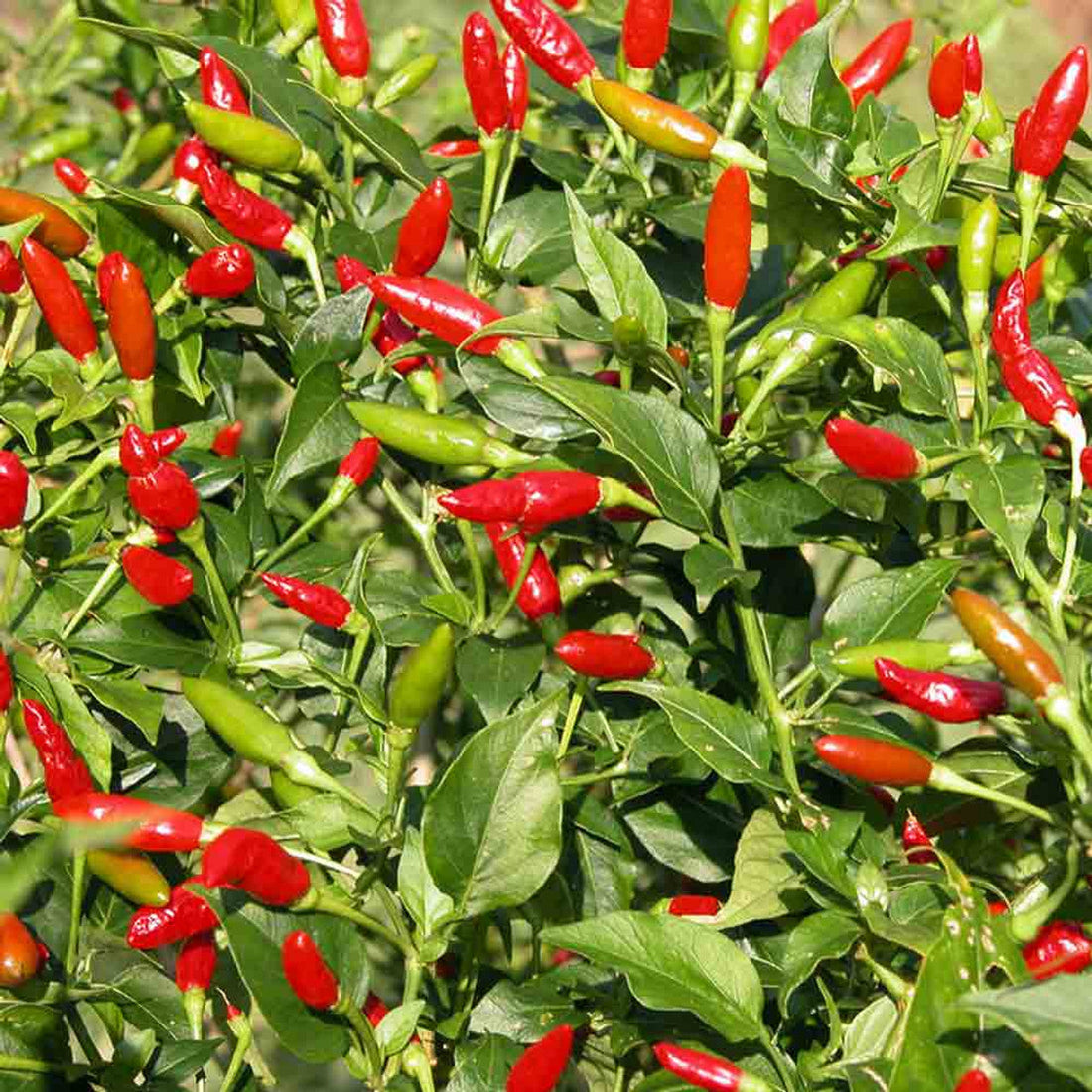 Tabasco Pepper Seeds