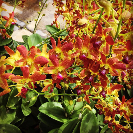 Brown Dendrobium flower seeds