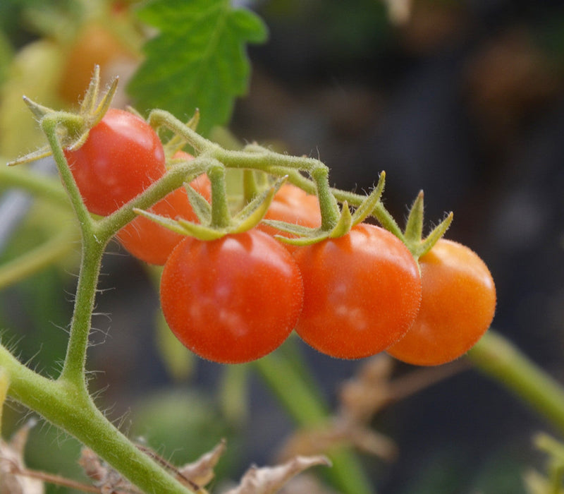 Everglades Tomato Vegetable Seeds for Planting – Heirloom Non-GMO Garden Seeds