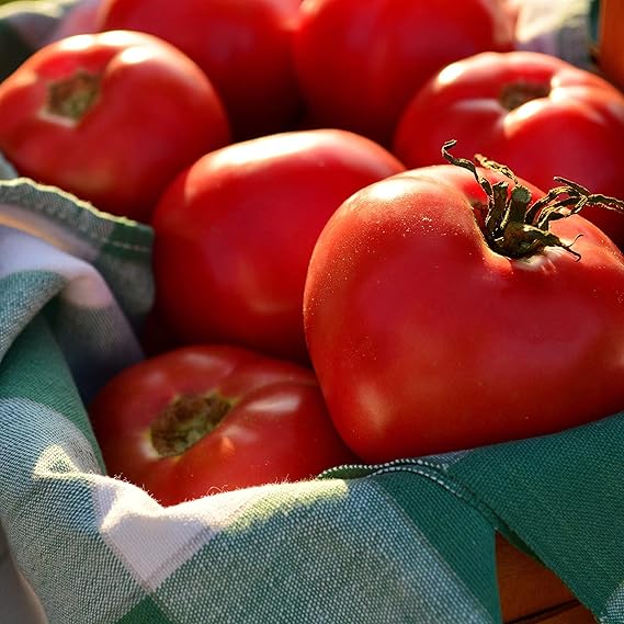 Heirloom Tomato Vegetable Seeds for Planting – Heirloom Non-GMO Garden Seeds