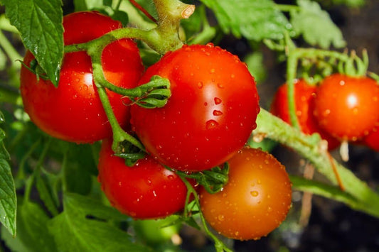Independence Day Tomato Seeds