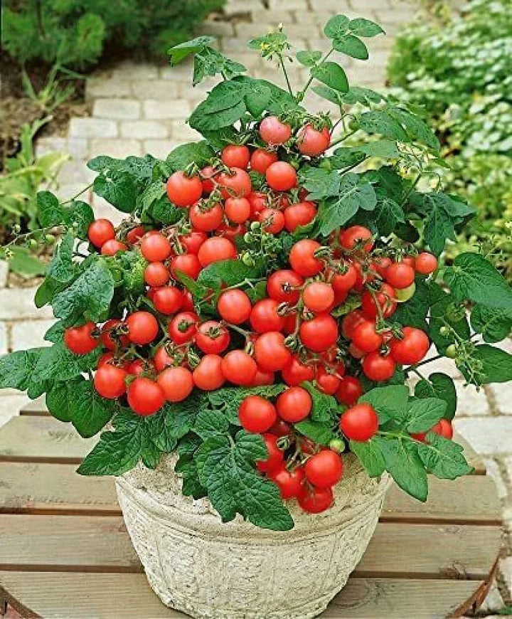 Tomato Seeds