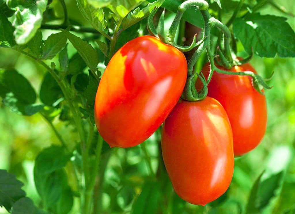 Backyard Tomato Seeds