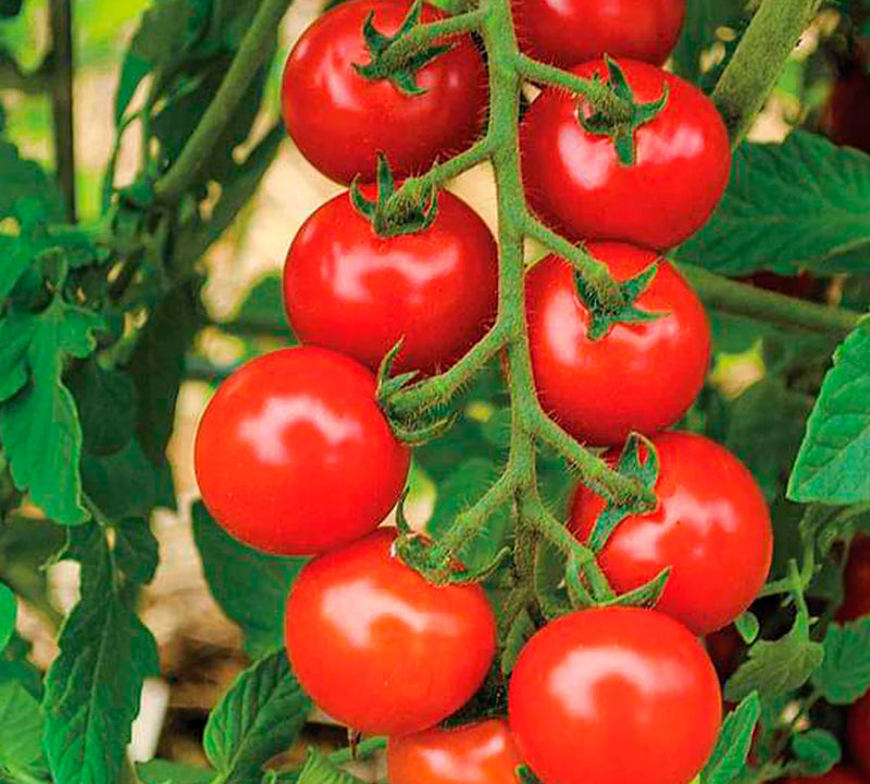 Scarlet Kale Seeds for Planting – Heirloom Garden Seeds