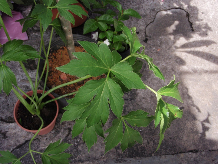 Ashitaba Seeds