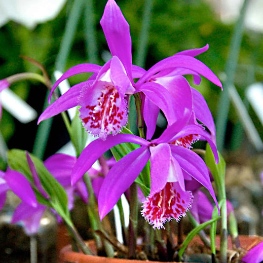 Tongariro Hardy flower seeds